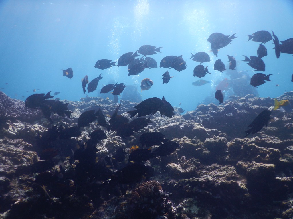 珊瑚の周りを泳ぐ魚の大群