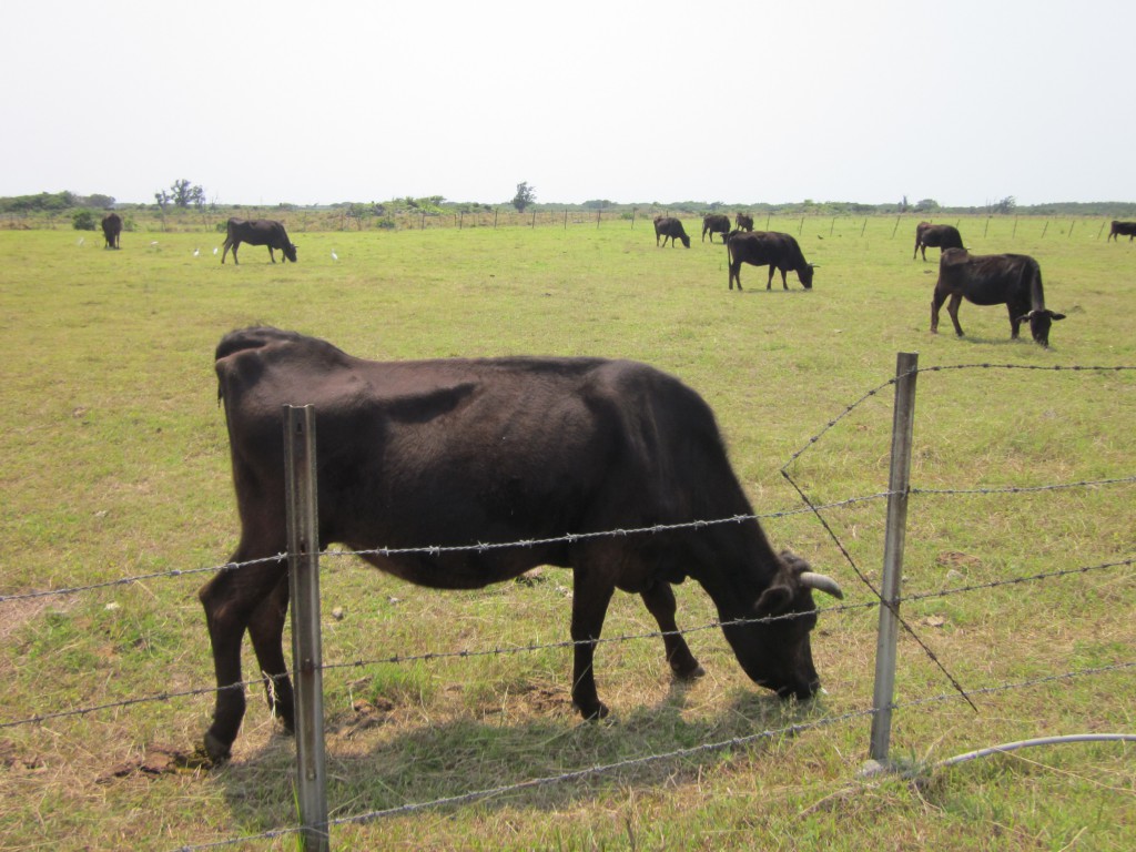 牛さんのお食事風景を間近で見ることができます。