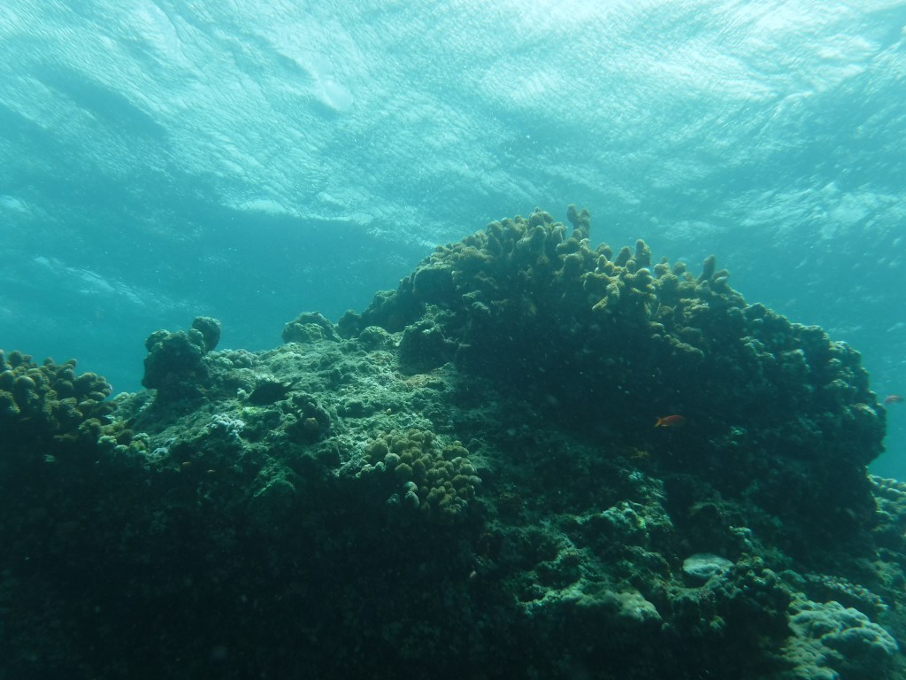 米原にあるサンゴ礁